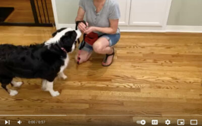 How to Properly Put a Harness on Your Dog