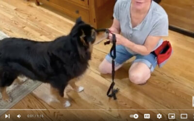 How to Put a Harness on a Dog That Doesn’t Like Harnesses!