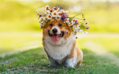 Essential Summer Grooming Tips for Pets