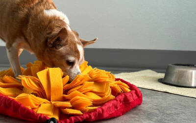 Pet Boredom Tips for Back to School Season