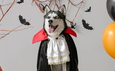 Creative Halloween Costumes for Your Pets