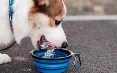 Pet Hydration Tips for Summer