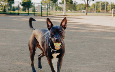 Winter Pet Care in Southern California: Tips for Mild Weather