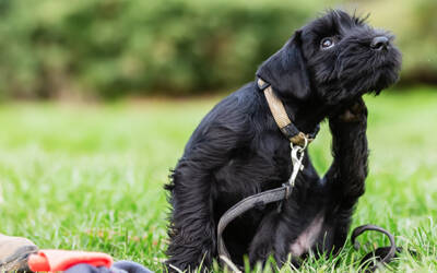 Spring Parasites in Southern California: What Pet Parents Need to Know Early