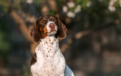 Dog Behavior Changes in Spring: Why It Happens & What to Do