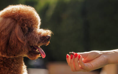 Treats With Purpose: Choosing Better Rewards For Training And Everyday Nutrition