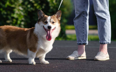 Hot Pavement, Cool Pets: Protecting Paws And Comfort As Temperatures Rise