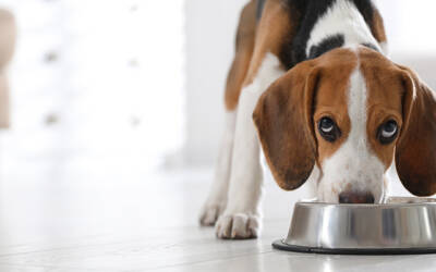 Signs It May Be Time to Reevaluate Your Pet’s Diet