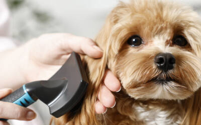 What Your Dog’s Coat Can Tell You About Their Overall Health